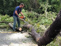 Best Hazardous Tree Removal  in New London, IA