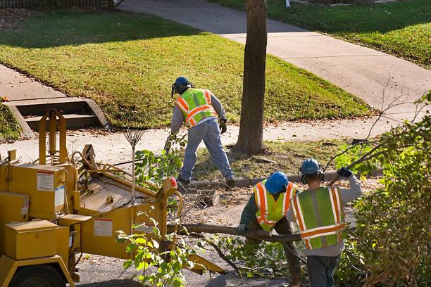 How Our Tree Care Process Works  in New London, IA